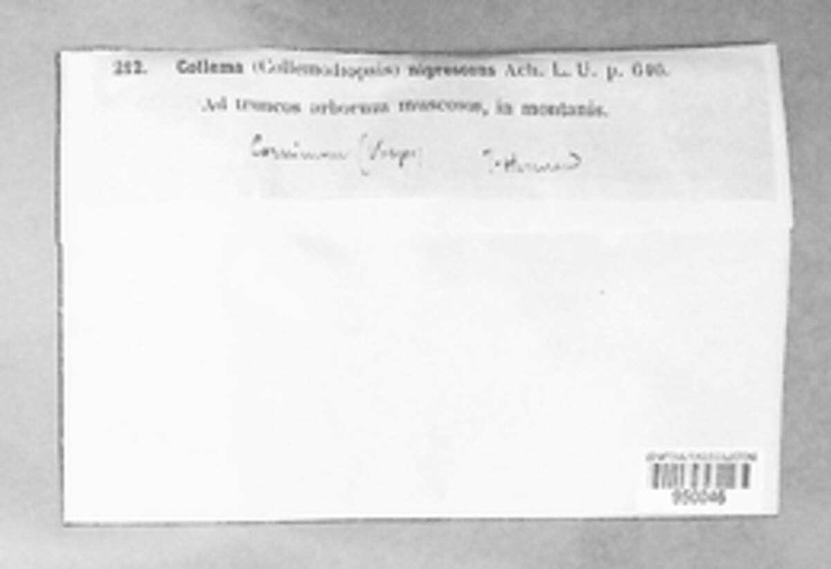 Collema image